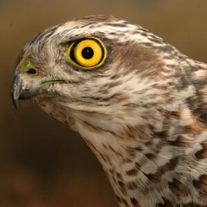 Çağan Şekercioğlu Instagram - Our new paper in Ibis journal:
https://onlinelibrary.wiley.com/doi/abs/10.1111/ibi.13047

"Community science data suggest the most common #raptors (#Accipitridae) in urban centres are smaller, habitat-generalist species"

Like this Eurasian #sparrowhawk in my photo.

Ibis ornitoloji dergisindeki makalemizde, bu atmaca (#Accipiter nisus) gibi şehirlerde yaşamaya uyum sağlamış yırtıcı kuşların daha küçük ve ekolojik olarak daha az özelleşmiş türler olduklarını gösterdik.