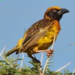 Çağan Şekercioğlu Instagram – Endemic to #Uganda, near threatened Fox’s weaver (#Ploceus spekeoides) lives in a handful moist savanna, seasonally flooded grassland, and swamps. It is near threatened with #extinction due to habitat loss.
Sadece Uganda’da yaşayan (endemik) Fox dokumacısının (#Ploceus spekeoides) soyu, bulunduğu nemli savana ve mevsimsel olarak sel basan otlak ve sulak alanların yok edilmesinden dolayı tehlikeye girmenin eşiğindedir.
#natgeointhefield #conservation #biodiversity #travel #animals #wildlife #Africa @cagansekercioglu @uofu_science @natgeo @natgeointhefield @natgeoimagecollection @natgeomagazineturkiye @natgeotvturkiye @universityofutah #birds #nature #wildlife #biology #IUCN #RedList Pian Upe Wildlife Reserve