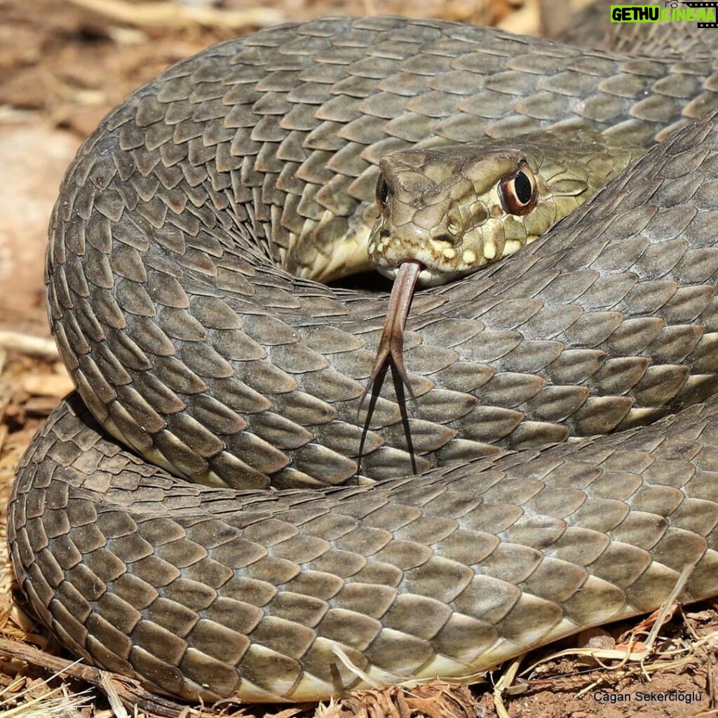 Çağan Şekercioğlu Instagram - Şanlıurfa'da engerek yılanlarını ararken, yaygın olan bu çukur başlı yılanı da (#Malpolon insignitus) bulduk. Bunu, engerekleri ve Şanlıurfa'nın diğer ilginç canlılarını 19 Aralık Pazar 21:00'de @trtbelgesel'de "Yok Olmadan Keşfet" belgeselimizin 38. bölümünde görebilirsiniz: https://www.trtizle.com/canli/tv/trt-belgesel An eastern Montpellier #snake in southeastern Turkey. You can watch this snake and other snakes of southeastern Turkey this Sunday at 9 PM Istanbul time on our @e2medyapim and @trtbelgesel wildlife documentary series at the link above. #natgeointhefield #conservation #biodiversity #travel #animals #wildlife #Turkey #Anatolia @cagansekercioglu @uofu_science @natgeo @natgeointhefield @natgeoimagecollection @natgeomagazineturkiye @natgeotvturkiye @universityofutah #snakes #nature #wildlife #biology #Urfa