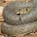 Çağan Şekercioğlu Instagram – Şanlıurfa’da engerek yılanlarını ararken, yaygın olan bu çukur başlı yılanı da (#Malpolon insignitus) bulduk. Bunu, engerekleri ve Şanlıurfa’nın diğer ilginç canlılarını 19 Aralık Pazar 21:00’de @trtbelgesel’de “Yok Olmadan Keşfet” belgeselimizin 38. bölümünde görebilirsiniz:

https://www.trtizle.com/canli/tv/trt-belgesel

An eastern Montpellier #snake in southeastern Turkey. You can watch this snake and other snakes of southeastern Turkey this Sunday at 9 PM Istanbul time on our @e2medyapim and @trtbelgesel wildlife documentary series at the link above.

#natgeointhefield #conservation #biodiversity #travel #animals #wildlife #Turkey #Anatolia @cagansekercioglu @uofu_science @natgeo @natgeointhefield @natgeoimagecollection @natgeomagazineturkiye @natgeotvturkiye @universityofutah #snakes #nature #wildlife #biology #Urfa