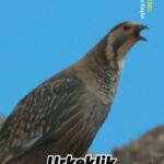 Çağan Şekercioğlu Instagram - In our first episode of the new season of Türkiye's only wildlife documentary series, we will be looking for the elusive Caspian Snowcock on 3500 m peaks in the Taurus Mountains of Central Türkiye. Tonight at 8 PM on @trtbelgesel. Watch it live here: https://www.tabii.com/watch/live/trtbelgesel?trackId=150012 Reposted from @trtbelgesel Türkiye'nin tek yaban hayatı belgesel serisi “Yok Olmadan Keşfet”in 39. bölümü, bugün 24 Aralık Pazar 20.00’de TRT Belgesel’de: https://www.tabii.com/watch/live/trtbelgesel?trackId=150012 Prof. Dr. Çağan Şekercioğlu, Aladağlar Milli Parkı’nın muhteşem canlılarından biri olan ve sadece bu dağların yüksek kesimlerinde yaşayan urkekliği görüntülemek amacıyla zorlu bir yolculuğa çıkıyor. 🐦