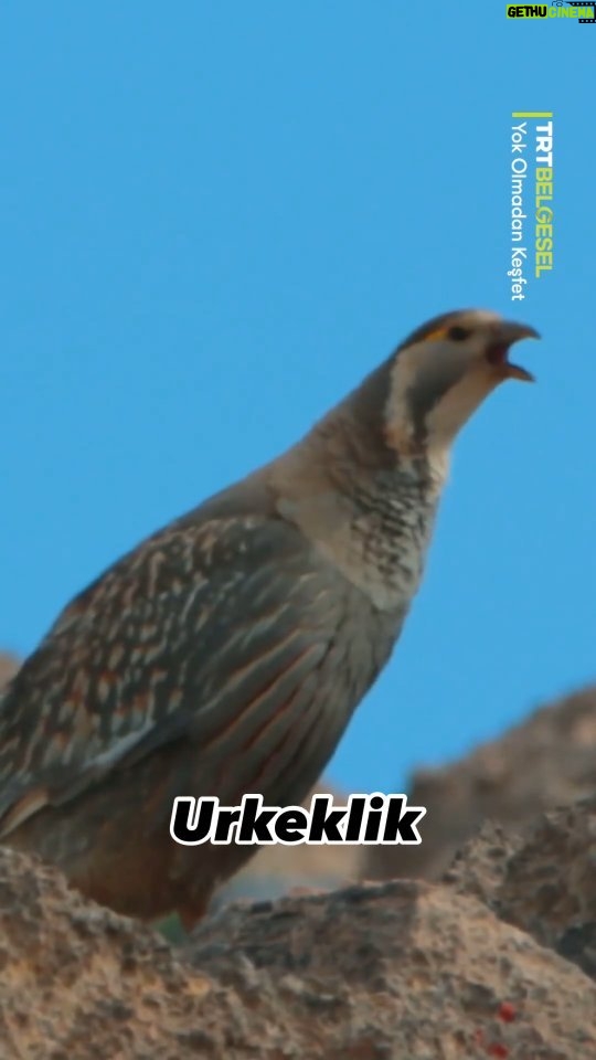 Çağan Şekercioğlu Instagram - In our first episode of the new season of Türkiye's only wildlife documentary series, we will be looking for the elusive Caspian Snowcock on 3500 m peaks in the Taurus Mountains of Central Türkiye. Tonight at 8 PM on @trtbelgesel. Watch it live here: https://www.tabii.com/watch/live/trtbelgesel?trackId=150012 Reposted from @trtbelgesel Türkiye'nin tek yaban hayatı belgesel serisi “Yok Olmadan Keşfet”in 39. bölümü, bugün 24 Aralık Pazar 20.00’de TRT Belgesel’de: https://www.tabii.com/watch/live/trtbelgesel?trackId=150012 Prof. Dr. Çağan Şekercioğlu, Aladağlar Milli Parkı’nın muhteşem canlılarından biri olan ve sadece bu dağların yüksek kesimlerinde yaşayan urkekliği görüntülemek amacıyla zorlu bir yolculuğa çıkıyor. 🐦