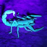 Çağan Şekercioğlu Instagram – Akrepler, geceleyin ultraviole ışığı altında mavi-yeşil parlarlar. Bunun, akreplerin geceleyin az olan ışığı daha iyi algılamasını sağladığı düşünülmektedir. Latincesi “kalın kuyruklu adam öldüren” demek olan Androctonus crassicauda akrebini Prof. Dr. Ayşegül Karataş ile Şanlıurfa Harran’da görüntüledik. Bu ve diğer akrepleri tanımak için bu Pazar 21:00’de @TRTBelgesel’de “Yok Olmadan Keşfet” belgeselimizin 37. bölümünü kaçırmayın.
I photographed this Androctonus crassicauda, the Arabian fat-tailed scorpion, in Harran, Şanlıurfa, Turkey. Its scientific name means “the fat-tailed mankiller” and is found in North Africa and the Middle East. Scorpions glow under ultraviolet light. This fluorescence might help scorpions used their whole bodies as light-detection devices. https://www.nytimes.com/2017/12/04/science/scorpions-fluorescence-ultraviolet.html
#natgeointhefield #conservation #biodiversity #travel #animals #wildlife #Turkey @cagansekercioglu @uofu_science @natgeo @natgeointhefield @natgeoimagecollection @natgeomagazineturkiye @natgeotvturkiye @universityofutah
#yokolmadankeşfet #trtbelgesel #belgesel Harran Kümbet Evleri