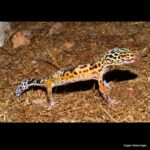 Çağan Şekercioğlu Instagram – A Western Leopard #Gecko (#Eublepharis angramainyu) in #Viranşehir, #Şanlıurfa, #Türkiye

Ülkemizde ilk kez 2002’de Prof. Dr. Bayram Göçmen tarafından #Şanlıurfa’da keşfedilmiş nefes kesici güzellikteki leopar (pars) kelerini (#Eublepharis angramainyu) yarın 21’de TRT Belgesel’deki Yok Olmadan Keşfet belgeselimizde seyredebilirsiniz. Viranşehir Urfa