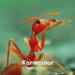 Çağan Şekercioğlu Instagram – Karıncaların bu özelliklerini biliyor muydunuz?
Prof. Dr. Çağan Şekercioğlu’nun sunumuyla “Yok Olmadan Keşfet”, yepyeni bölümleriyle TRT Belgesel’de; tüm bölümleriyle trtizle.com’da. 📺💻
Reposted from @trtbelgesel 🐜
#yokolmadankeşfet #trtbelgesel #belgesel
