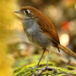Çağan Şekercioğlu Instagram - 16 years after only hearing it, I was very happy to finally see and photograph the elusive tepui antpitta (Myrmothera simplex) in the dense understory of the tepui forests of #Venezuela's 3 million hectare Canaima National Park. A tepui is a table-top mountain or mesa found in South America, especially in Venezuela and western Guyana. The word tepui means "house of the gods" in the native tongue of the Pemon, the indigenous people who inhabit the region. 16 yıl önce duyduğum ama göremediğim saklanma ustası tepui yerçavuşunu (Myrmothera simplex) en sonunda Venezuela'nın 3 milyon hektarlık Canaima Milli Parkı'nın tepui ormanında görüp fotoğraflamak çok tatmin ediciydi. Tepui, özellikle Venezuela ve Batı Guyana'da bulunan düz tepeli dağlara denir. Tepui kelimesi, bölgede yaşayan Pemonların dilinde "tanrıların evi" anlamına gelir. @cagansekercioglu @uofu_science @natgeo @natgeointhefield @natgeoimagecollection @natgeomagazineturkiye @natgeotvturkiye @universityofutah #birds #nature #wildlife #biology #natgeointhefield #conservation #biodiversity #travel #animals #Neotropics La Gran Sabana