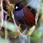 Çağan Şekercioğlu Instagram - To photograph the magnificent Pale-billed #Antpitta (#Grallaria carrikeri), my life bird #8207 on eBird and endemic to the Andean forests of northern Peru above 2300 m asl, it was worth doing a tough hike of 800 m in elevation, starting in the dark at 4 AM.  Sadece kuzey Peru'da 2300 metre irtifa üzerindeki And Dağları ormanlarında bulunan ve eBird'deki 8207. kuş türüm olan ihtişamlı Carriker yerçavuşunu görüntülemek için sabah 4'de başlayıp 800 metre yukarıya yaptığımız zorlu tırmanışa değdi. #natgeointhefield #conservation #biodiversity #travel #animals #wildlife #Peru #Neotropics @cagansekercioglu @uofu_science @natgeo @natgeointhefield @natgeoimagecollection @natgeomagazineturkiye @natgeotvturkiye @universityofutah #birds #nature #wildlife #biology Amazonas-Peru