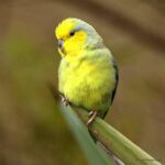 Çağan Şekercioğlu Instagram - Yellow-faced #parrotlet, a beautiful, tiny (15 cm) parrot is endemic to only 4800 km2 of desert in the Marañon Valley of northern Peru, where cacti are its favorite food. Like many other parrot species, it is #threatened with #extinction due to  trapping for the cage-bird trade and habitat loss. Even though its current world population is <1000 birds, 17,000+ birds were caught in 1981-1994 and 1,481 were legally exported in 1981-1984 (Begazo 1996).40-100% of the birds die between capture and sale (Dorst 1957). An emerging threat is the building of dams on the Marañón, with four planned to be finished by the mid-2010s (Dourojeanni et al. 2009). More info here: http://datazone.birdlife.org/species/factsheet/yellow-faced-parrotlet-forpus-xanthops/text Kafes kuşu olarak yakalandığından soyu tehlikede olan sarı kulaklı serçe papağanından (#Forpus xanthops) doğada sadece kuzey Peru'da 4800 km2 (Sakarya ili kadar) bir alanda 1000'den az birey kalmıştır. Ama kafeste satmak için, sadece 13 yılda 17,000'den fazla birey doğadan yakalanmıştır ve bu kuşların satılana kadar ölüm oranı ila 0'dür. Lütfen kafes kuşu, özellikle de papağan satın almayın. #natgeointhefield #conservation #biodiversity #travel #animals #wildlife #Peru #Neotropics @cagansekercioglu @uofu_science @natgeo @natgeointhefield @natgeoimagecollection @natgeomagazineturkiye @natgeotvturkiye @universityofutah #birds #nature #wildlife #biology #IUCN #RedList Santo Tomás, Cajamarca, Peru