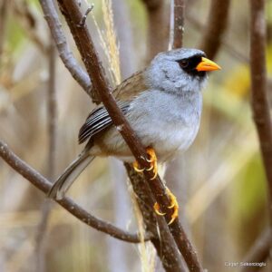 Çağan Şekercioğlu Instagram - Only found in the dry scrub of Marañón River valley of northern #Peru, Gray-winged #Inca-finch (#Incaspiza ortizi) is one of the 5 members of the genus Incaspiza #endemic to #Peru.

Kuzey Peru'nun #Marañón Nehri vadisinde 1800-2300 m arasındaki kurak çalılıklara endemik (özgün) olan Gri Kanatlı İnka İspinozu (#Incaspiza ortizi) sadece Peru'da bulunan bir kuş cinsi olan Incaspiza'nın 5 türünden biridir.

#natgeointhefield #conservation #biodiversity #travel #animals #wildlife #Peru #Neotropics @cagansekercioglu @uofu_science @natgeo @natgeointhefield @natgeoimagecollection @natgeomagazineturkiye @natgeotvturkiye @universityofutah #birds #nature #wildlife #biology