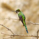 Çağan Şekercioğlu Instagram - With a world population of only 250 to 999 birds, globally #Endangered Gray-bellied Comets (#Taphrolesbia griseiventris) are found only in an area of 28,000 km2 (~ the area of Massachusetts). With a long tail, glittering green back, and blue-purple throat, this elegant #hummingbird is #endemic to the #Andes of northern #Peru and is found in arid #mountain slopes and canyons with sparse vegetation, around 3000 m asl. I was very lucky and happy to photograph it. 1000 bireyden az dünya nüfusuyla küresel çapta soyu tehlikede bir sinekkuşu (kolibri) türü olan Gri Karınlı Peri (#Taphrolesbia griseiventris), sadece Peru'nun kuzeyindeki And Dağları'nın kurak kanyonlarında, deniz seviyesinden yaklaşık 3000 metre yükseklikte 28,000 km2 lik (Sivas kadar) bir alanda yaşar. Çok az noktadan bilinen bu zarif kuşu görmek büyük bir şanstı.   #natgeointhefield #conservation #biodiversity #travel #animals #wildlife #Peru #Neotropics @cagansekercioglu @uofu_science @natgeo @natgeointhefield @natgeoimagecollection @natgeomagazineturkiye @natgeotvturkiye @universityofutah #birds #nature #wildlife #biology #IUCN #RedList Encañada, Cajamarca, Peru