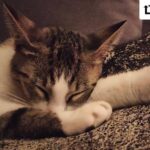 Ömer Gecü Instagram - Buket Efecan objektifinden "masumiyet"