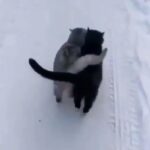 Özkan Uğur Instagram -