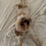 Úrsula Corberó Instagram - Post de amor para Lolita. Mi ewok 💘