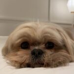 Úrsula Corberó Instagram - Post de amor para Lolita. Mi ewok 💘