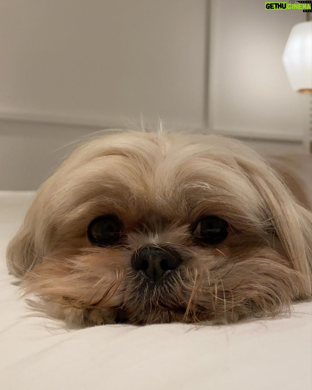脷rsula Corber贸 Instagram - Post de amor para Lolita. Mi ewok 馃挊