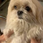 Úrsula Corberó Instagram - Post de amor para Lolita. Mi ewok 💘