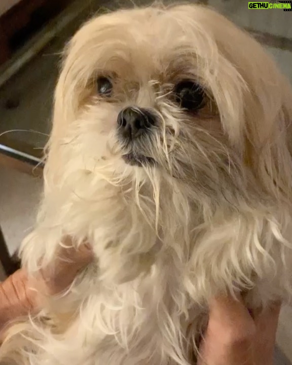 脷rsula Corber贸 Instagram - Post de amor para Lolita. Mi ewok 馃挊