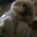 Úrsula Corberó Instagram - Post de amor para Lolita. Mi ewok 💘