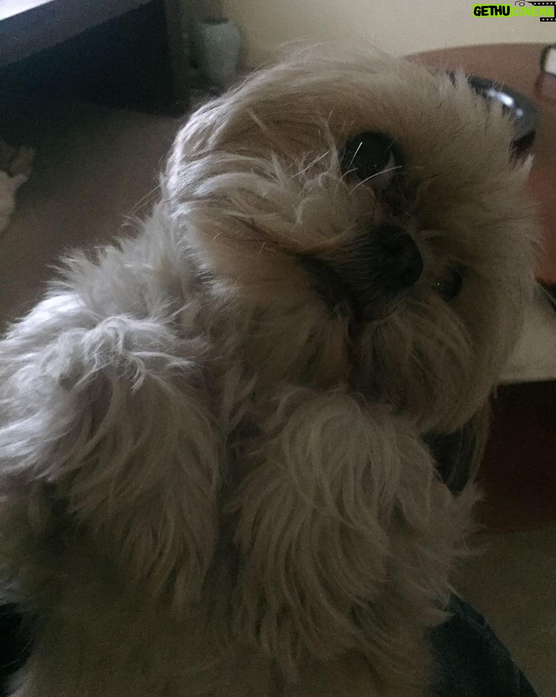 脷rsula Corber贸 Instagram - Post de amor para Lolita. Mi ewok 馃挊