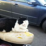 İlker Aksum Instagram – Kralın keyfi