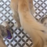 Šimon Bilina Instagram - Když se pod Tebou zrodí Perpetuum mobile…(který potřebuje semtam dotovat skořicovym šnekem) 😂✊❤️ #dennidavkaroztomilosti #doglover #cofee MAMA Coffee