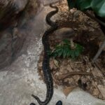 Šimon Bilina Instagram - Dlouhý a silný svátek Samhain Všem 🙈😄⭐️🐍 #primazoo #primaserial #zooserial @prima_zoo @2mediacz #nature Safari Park Dvůr Králové