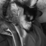 Calum Hood Instagram – Missing my little man.