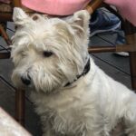 Calum Hood Instagram – Woke up in Belgium with some of my best friends. Also the dog made me think of my dog, duke. I miss my dog, duke. Brussels, Belgium