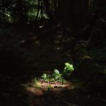 Cameron Boyce Instagram - Charlie Brown’s pov Beaver Lake, Stanley Park