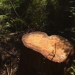 Cameron Boyce Instagram - left something beautiful in its wake. interpret this how you will. just remember signs are everywhere if you open your eyes! ❤️ British Columbia