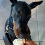 Cameron Mathison Instagram - Summer vacation treats with this guy🧋#dogsofinstagram #dobermanlove #summervacation Edwards, Colorado