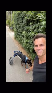 Cameron Mathison Instagram - As a cancer survivor it’s so hard to see others receive that dreaded diagnosis🙏🏼 Red was diagnosed with a Multiple Myeloma type Cancer diagnosis a few months ago😢. It’s inside his spine, and caused paralysis in his back legs. The prognosis isn’t good, but with the help of @2h4pfoundation (thank you @larissawohl ) we are doing our best to keep his quality of life the best we can for the time he has left. Love you Red… you’ve been so good to us for 11 years and we are doing our best to show you how grateful we are❤️ #dogsofinstagram #cancersucks #bestfriends