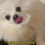 Camila Loures Instagram - se ela falasse, seria exatamente isso 😂🐶❤️