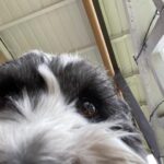 Camilla Arfwedson Instagram – Doggo got hold of my phone 😂