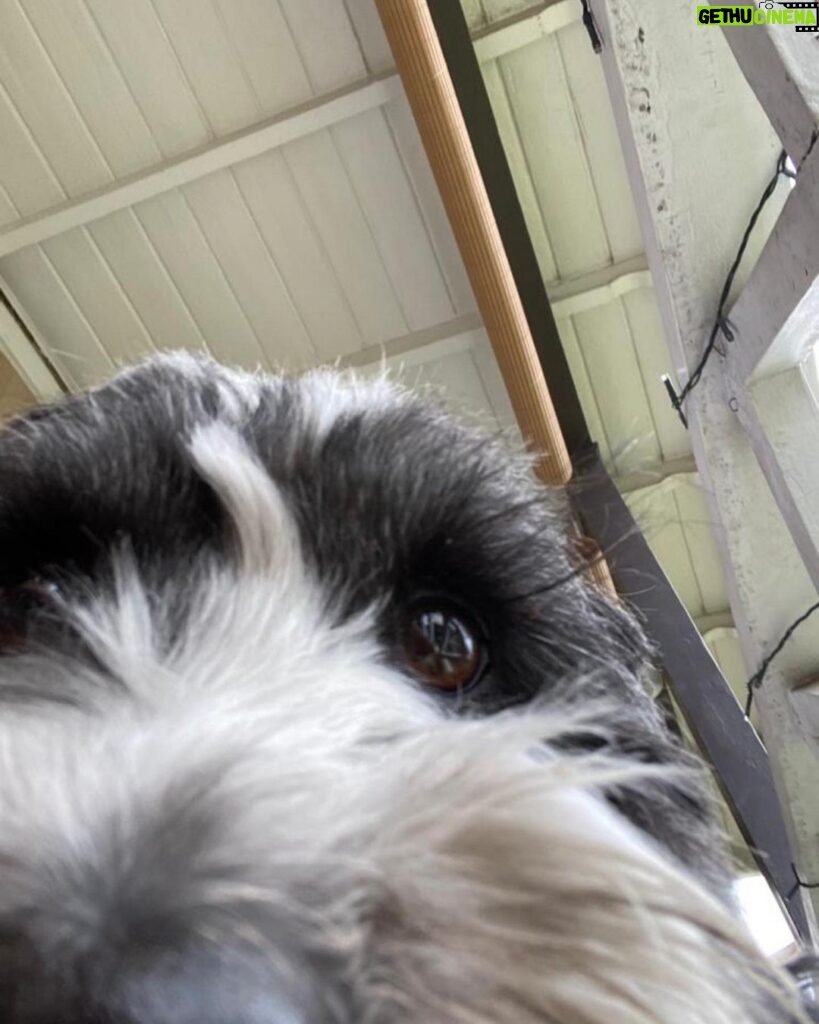 Camilla Arfwedson Instagram - Doggo got hold of my phone 😂