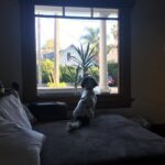 Camilla Arfwedson Instagram - My mum took this. Little Fred waiting for us to come back from the Farmers Market 💔 Santa Barbara, California