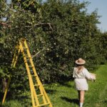 Camille D. Sperandio Instagram - La personne qui t’a envoyé ce REEL veut aller cueillir des pommes avec toi! 🍎 C’est une de mes activités préférées à faire entre amis ou en famille. Je suis allée au Verger Gibouleau à Laval @saveurs_laval x @villedelavalqc pour profiter du beau temps et des récoltes. Saveurs de Laval permet de découvrir une variété de produits frais tout en offrant plusieurs activités sur les fermes lavalloises, comme l’autocueillette de produits de saison! Maintenant, c’est le temps de cuisiner ma fameuse croustade aux pommes! #mangeonslocal #terroirdelaval #alimentlocal #Lavalqc #monlaval #lavalourien