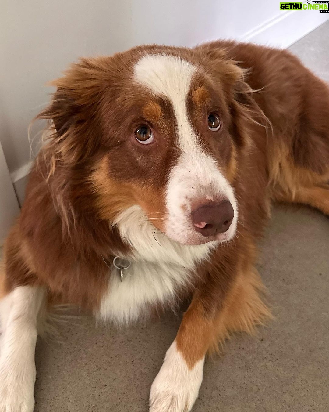 Camille D. Sperandio Instagram - POV : you’re a dog mom ou Bruce dump 💕 Quel Bruce es-tu aujourd’hui ?