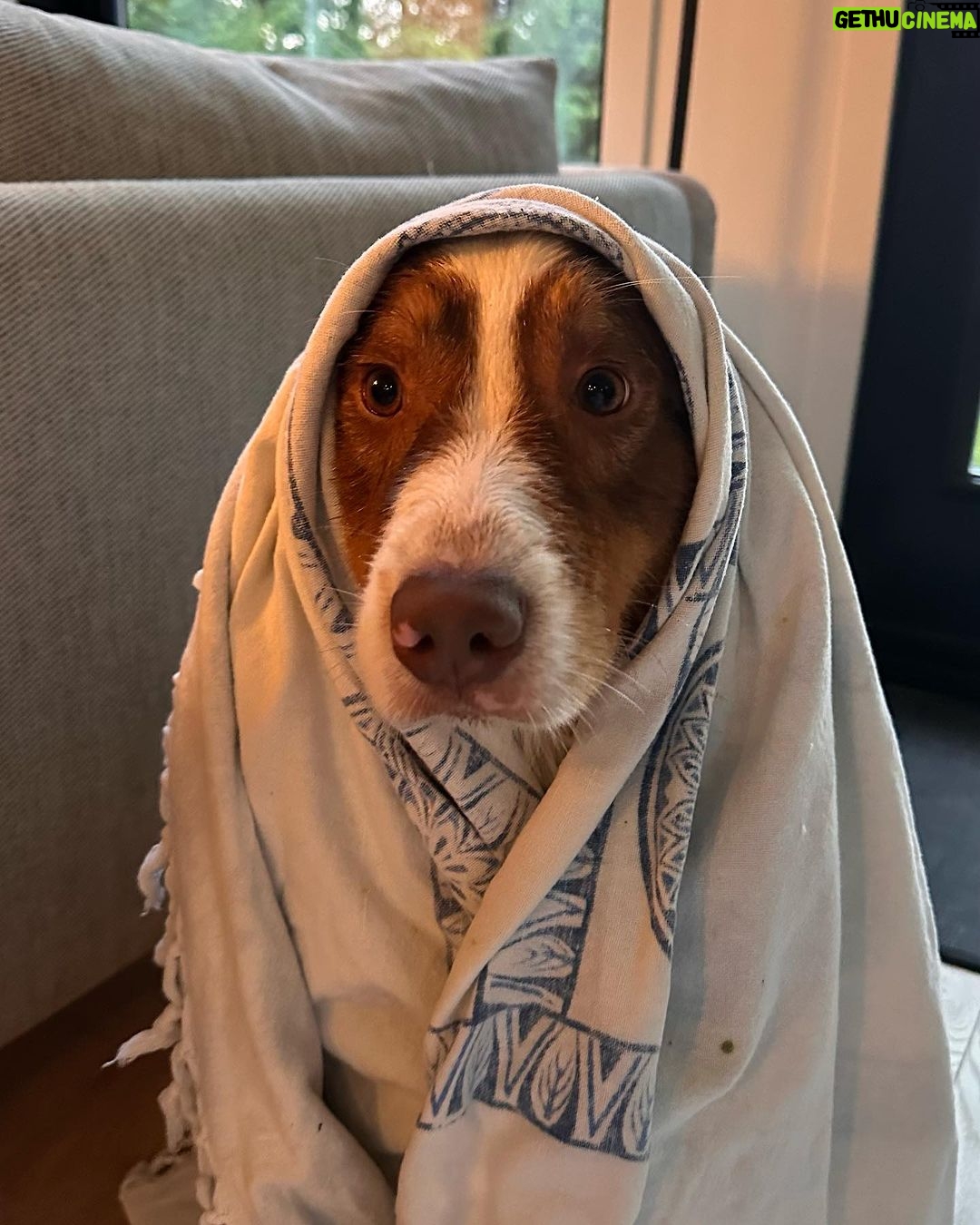 Camille D. Sperandio Instagram - POV : you’re a dog mom ou Bruce dump 💕 Quel Bruce es-tu aujourd’hui ?