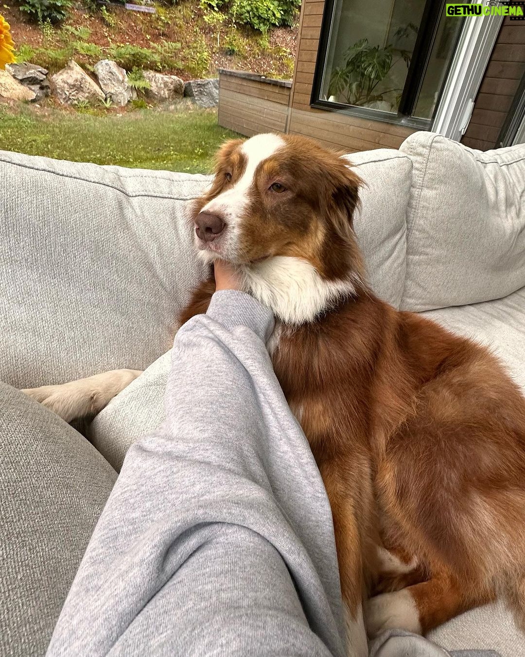 Camille D. Sperandio Instagram - POV : you’re a dog mom ou Bruce dump 💕 Quel Bruce es-tu aujourd’hui ?