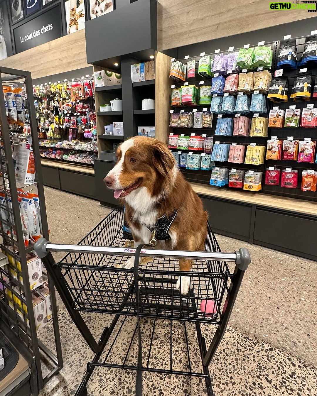 Camille D. Sperandio Instagram - POV : you’re a dog mom ou Bruce dump 💕 Quel Bruce es-tu aujourd’hui ?
