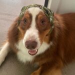 Camille D. Sperandio Instagram - POV : you’re a dog mom ou Bruce dump 💕 Quel Bruce es-tu aujourd’hui ?