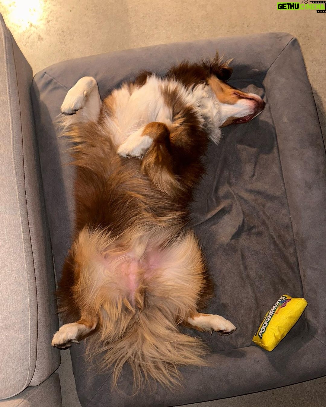 Camille D. Sperandio Instagram - POV : you’re a dog mom ou Bruce dump 💕 Quel Bruce es-tu aujourd’hui ?