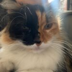 Cansu Demirci Instagram - Konusan fotograflar serisi ! ✨Spora bu ara daha sik gidiyorum ! ✨Papatya icin veda partisi ! ✨Belgrano’daki evler bir harika dostum! ✨Güzel insanlar güzel sürprizler! ✨Deliriyorum cek! ✨Ay deniz kos isik cok iyi! ✨En mutlu günüm ve günümün kahramanlari! ✨Dosha yeni askim! ✨Iyi pilav yaptigimi sagir sultan bile duymali ! ✨Papatya ucakta dünyanin öbür ucuna gidiyor! Buenos Aires, Argentina