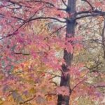 Carmine Buschini Instagram - Milano, 2 Dicembre “Non posso sopportare di perdere qualcosa di così prezioso come il sole autunnale restando in casa. Così ho trascorso quasi tutte le ore di luce nel cielo aperto” - Nathaniel Hawthorne Non è ancora giunto a termine ma mi mancano già i colori dell’autunno. Ed a voi? 😊 Vi abbraccio 💙