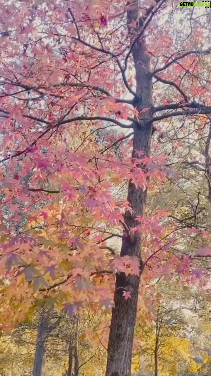 Carmine Buschini Instagram - Milano, 2 Dicembre “Non posso sopportare di perdere qualcosa di così prezioso come il sole autunnale restando in casa. Così ho trascorso quasi tutte le ore di luce nel cielo aperto” - Nathaniel Hawthorne Non è ancora giunto a termine ma mi mancano già i colori dell’autunno. Ed a voi? 😊 Vi abbraccio 💙