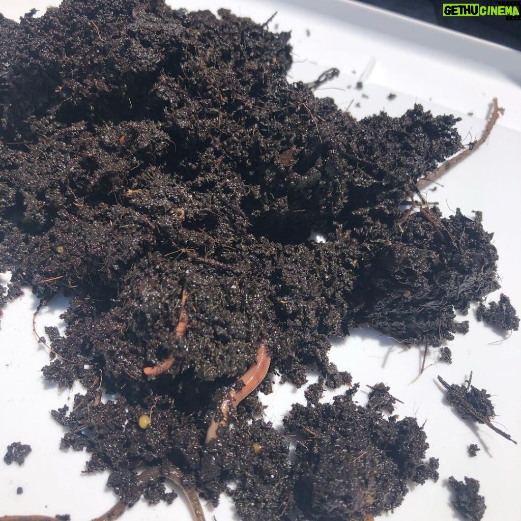 Carson Meyer Instagram - Alchemy 🪱🪴 My compost worms have been hard at work breaking down our food scraps (trash) and turning it into black gold soil for our garden. Mother Nature is so perfectly brilliant. Rarely do we stop to think about the value of worms but man are they creatures of service living out their highest purpose. There’s something so satisfying about watching waste turn to fertile soil, one of earths most precious resources. Soaking it in as a reminder of the alchemy we’re all capable of. Thank you worms! P.s. check out all the worm baby eggs on last slide!