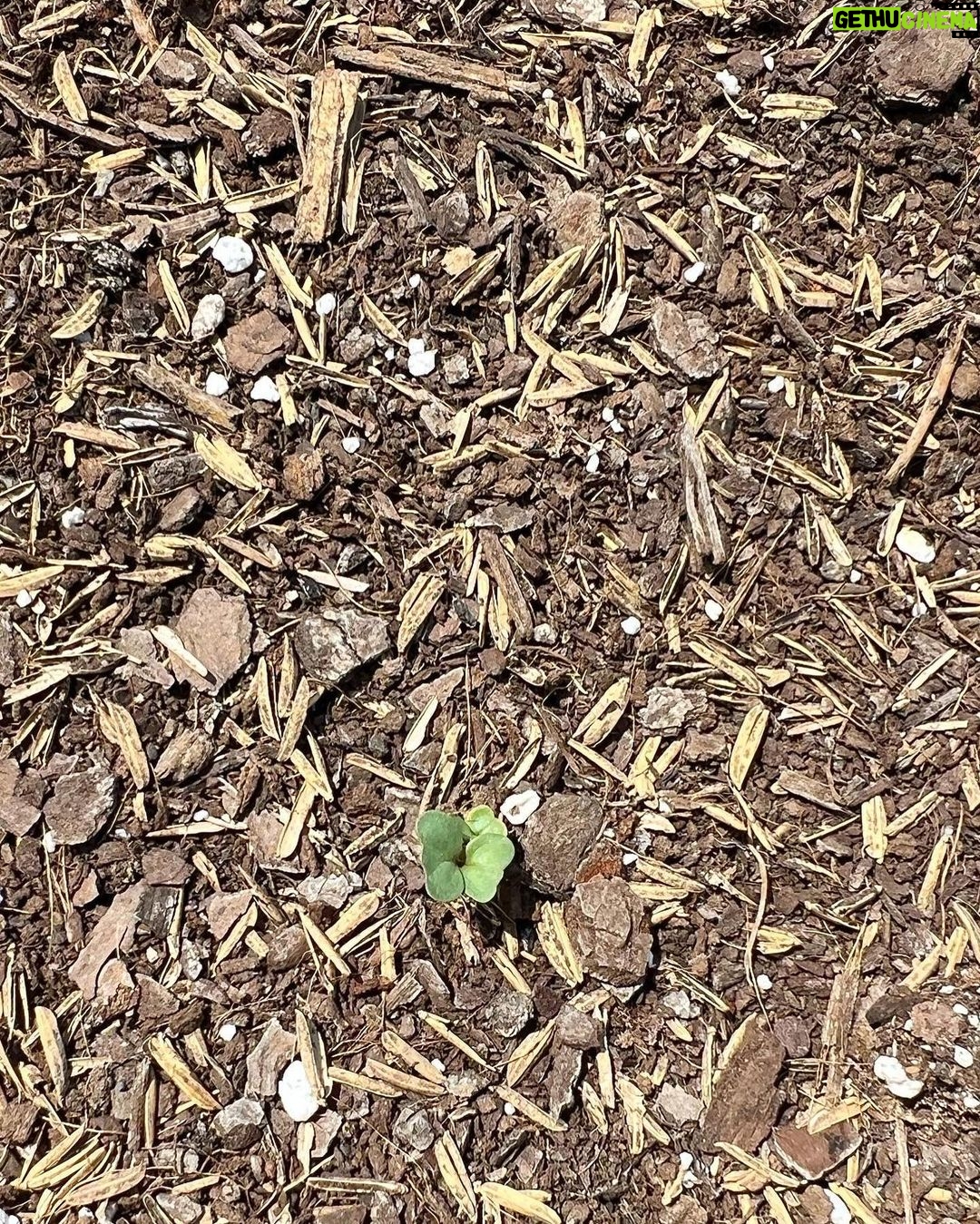 Carson Meyer Instagram - Soaking up every second of spring time in The South. A few of my favorite things: ๐๐ชบ mama dove sitting on her nest outside my window ๐ฑ First broccoli sprout emerging in the garden ๐ป family of bears in our back yard ๐ชฑ worms turning our food scraps into black gold ๐ฎ breakfast tacos ๐ง
๐ง my love, foraging for wild ramps for dinner on the mountain