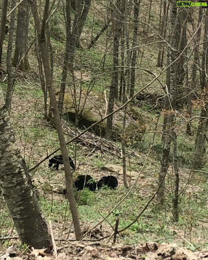 Carson Meyer Instagram - Soaking up every second of spring time in The South. A few of my favorite things: 🕊🪺 mama dove sitting on her nest outside my window 🌱 First broccoli sprout emerging in the garden 🐻 family of bears in our back yard 🪱 worms turning our food scraps into black gold 🌮 breakfast tacos 🧅🧄 my love, foraging for wild ramps for dinner on the mountain