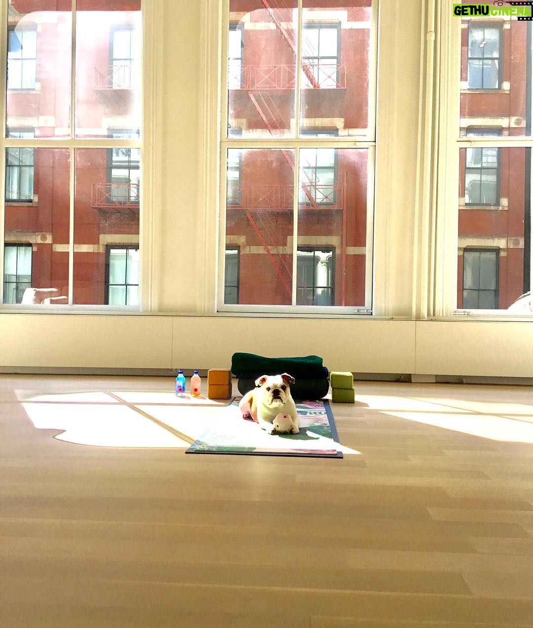 Casey Patterson Instagram - Yoga with Lola 🙏🏻🐶